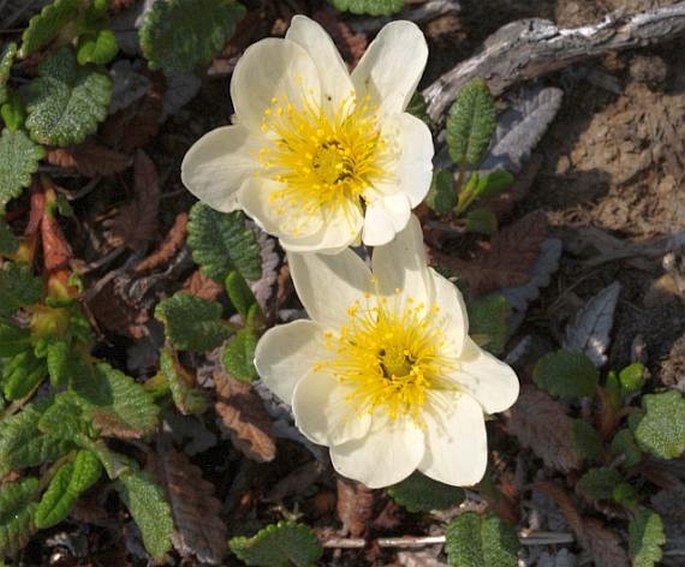 Dryas punctata subsp. hookeriana