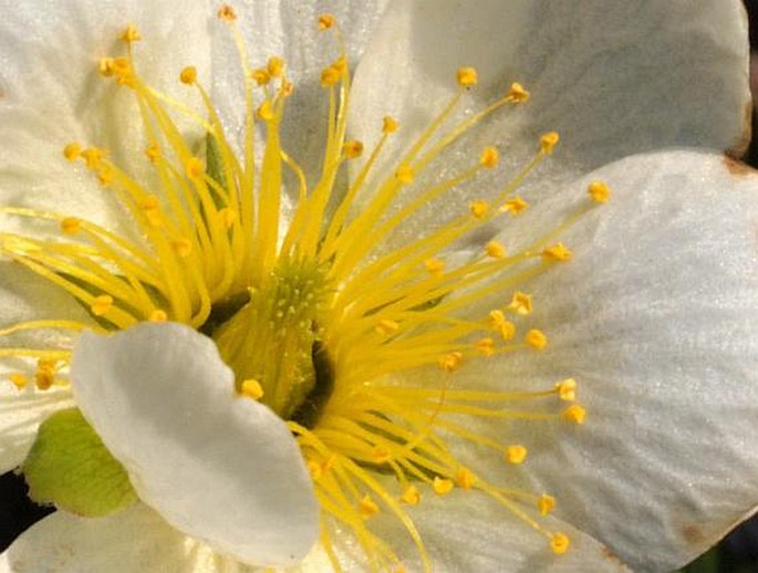 Dryas punctata subsp. hookeriana