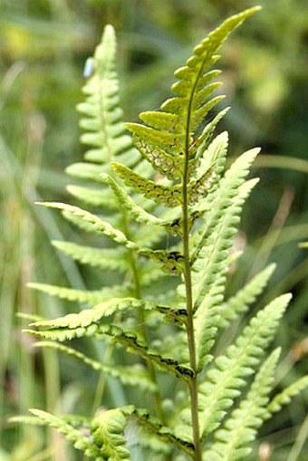 Dryopteris cristata