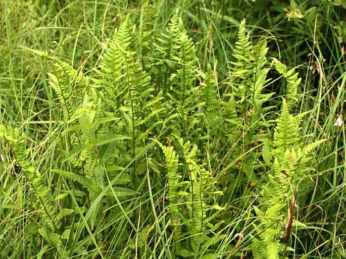 DRYOPTERIS CRISTATA (L.) A. Gray - kapraď hřebenitá / papraď hrebenatá