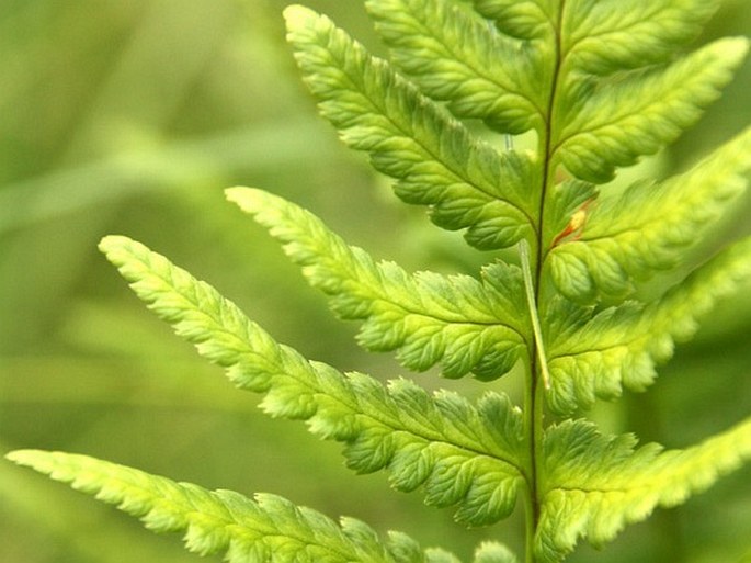 Dryopteris cristata