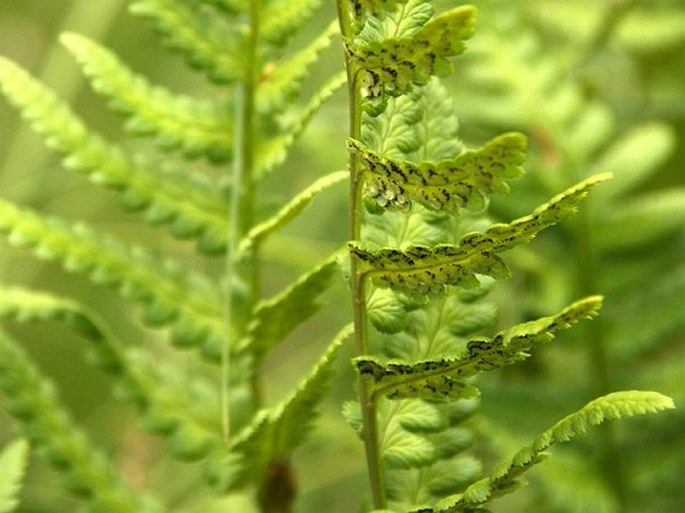 Dryopteris cristata