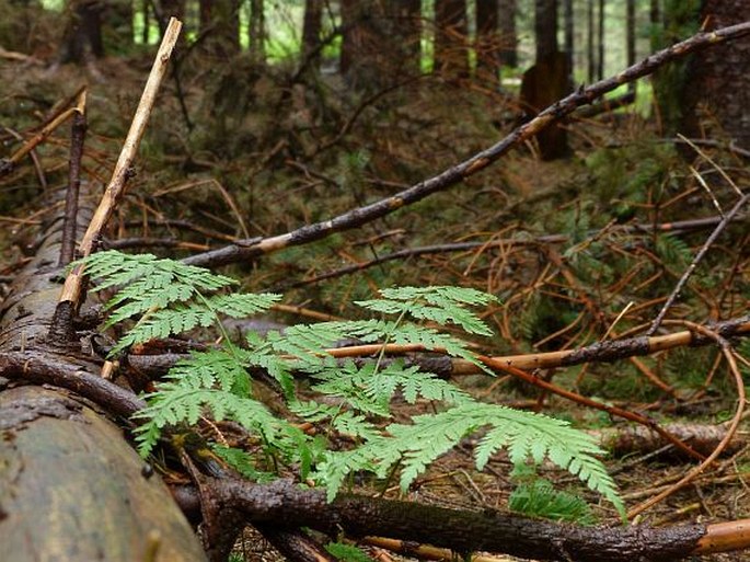 Dryopteris dilatata