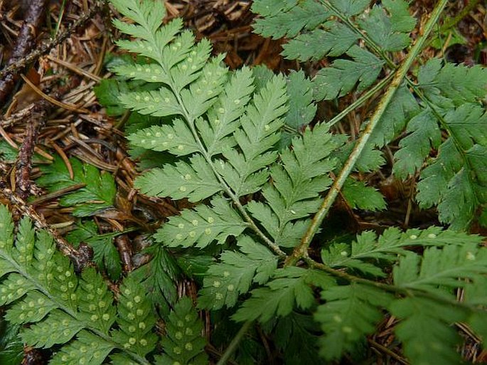 Dryopteris dilatata