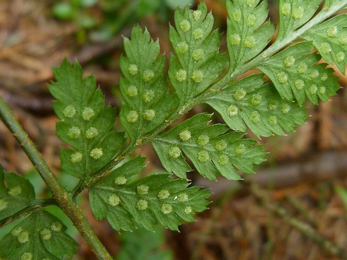 Dryopteris dilatata