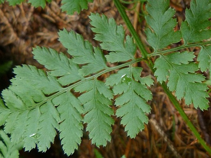 Dryopteris dilatata