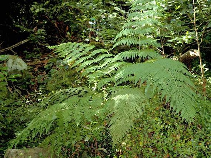 DRYOPTERIS OLIGODONTA (Desv.) Pic. Serm. - kapraď / papraď