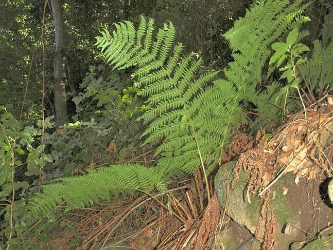 Dryopteris oligodonta