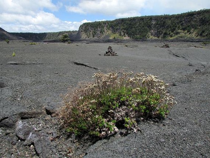 Dubautia scabra