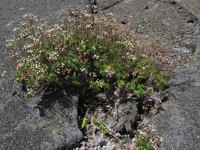 Dubautia scabra