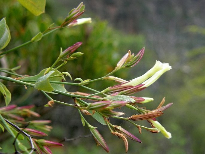 DYEROPHYTUM PENDULUM (Balf. f.) Kuntze