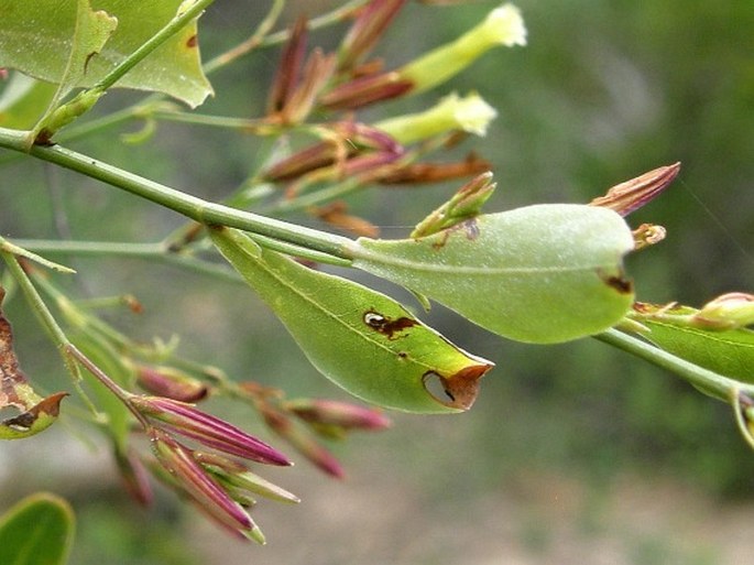 Dyerophytum pendulum