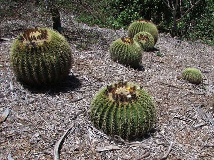 Echinocactus grusonii