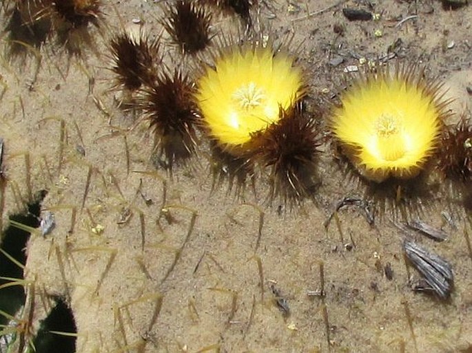 Echinocactus grusonii