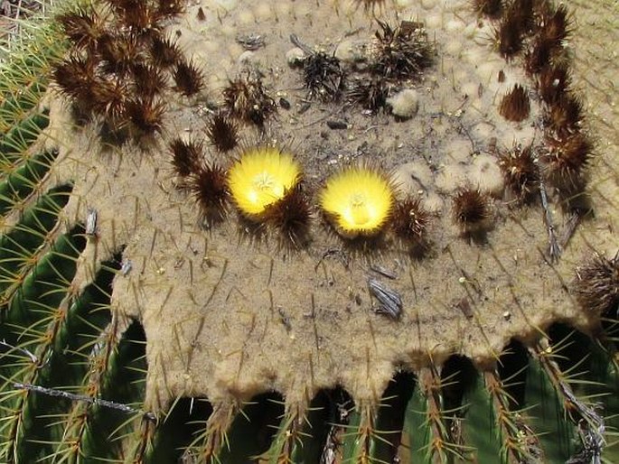 Echinocactus grusonii