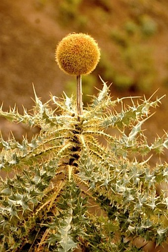 Echinops longisetus