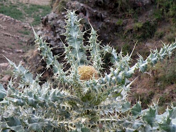 Echinops longisetus