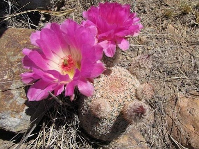 ECHINOCEREUS RIGIDISSIMUS (Engelm.) F. Haage