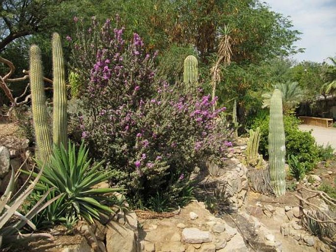 Botanical Garden of Eilat