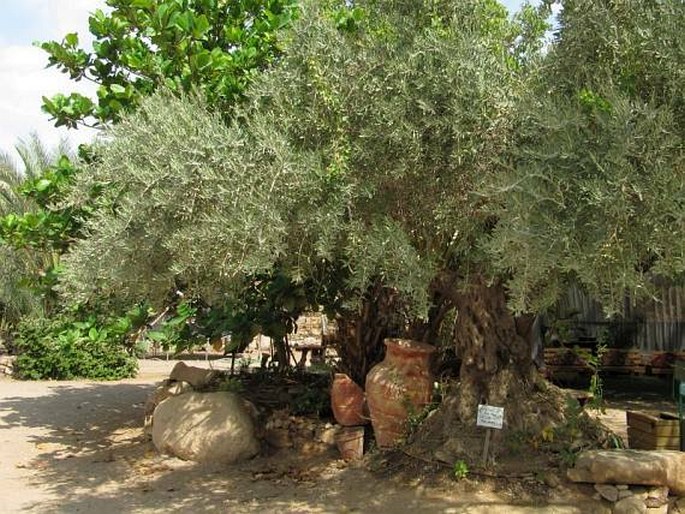 Botanical Garden of Eilat