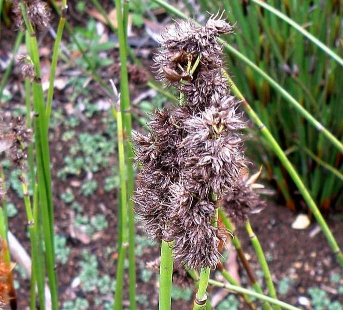 Elegia cuspidata