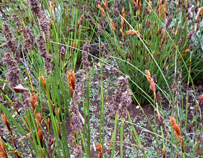 Elegia cuspidata