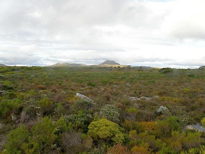 Elegia juncea