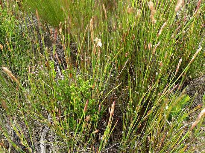 Elegia juncea