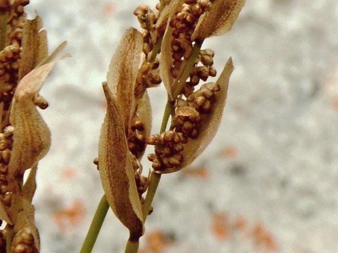 Elegia juncea