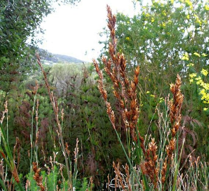 Elegia spathacea