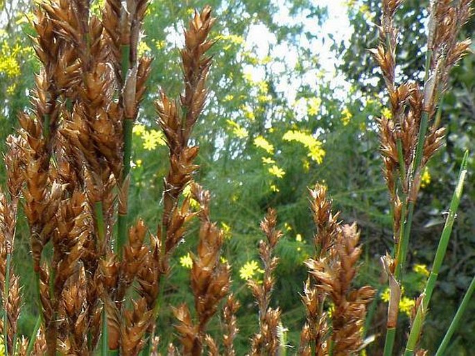 Elegia spathacea