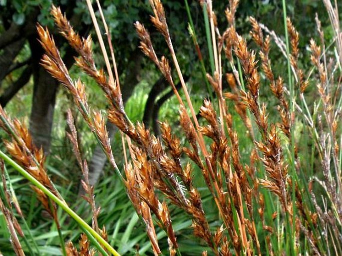 Elegia spathacea