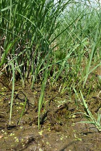 Eleocharis uniglumis