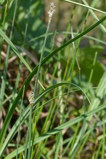 Eleocharis uniglumis