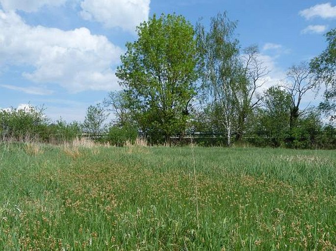 Eleocharis uniglumis