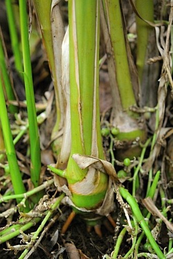 Elettaria cardamomum