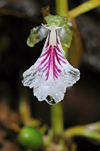 Elettaria cardamomum