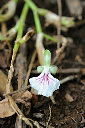 Elettaria cardamomum