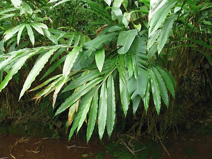 Elettaria cardamomum