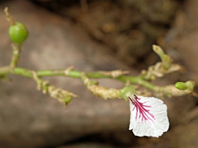 Elettaria cardamomum