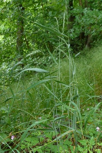 Elymus caninus