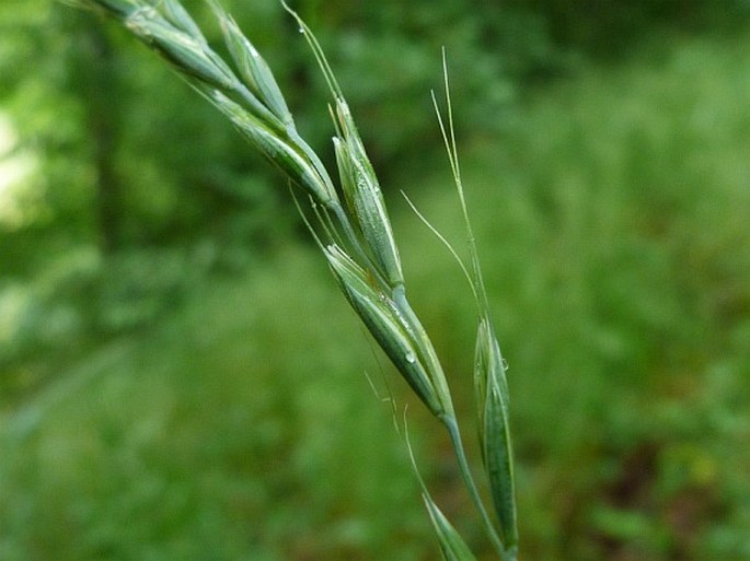 ELYMUS CANINUS (L.) L. – pýrovník psí / pýrovníkovec psí