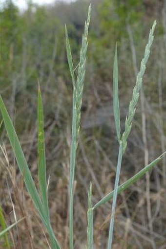 Elytrigia intermedia