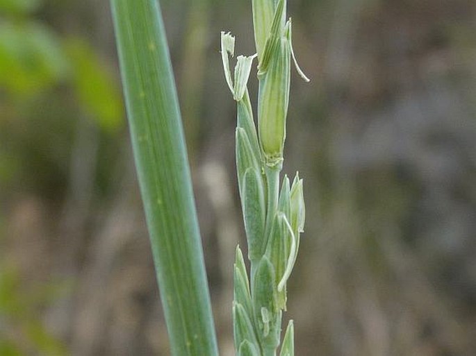 ELYTRIGIA INTERMEDIA (Host) Nevski – pýr prostřední / pýr sivý