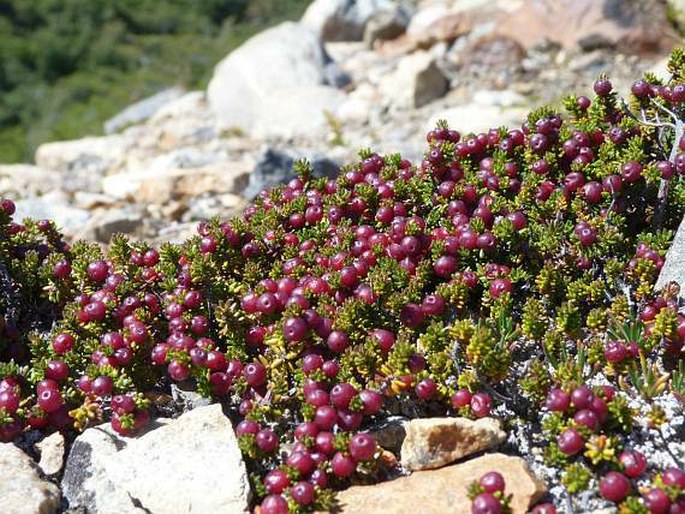 Empetrum rubrum