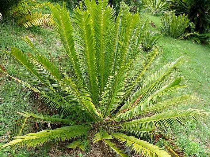 Encephalartos aemulans