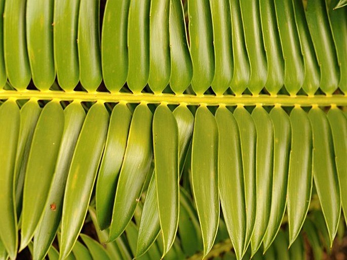 Encephalartos aemulans