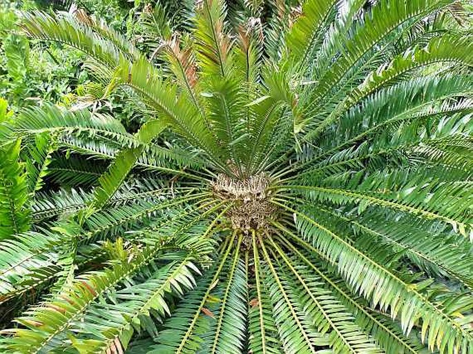 Encephalartos aemulans