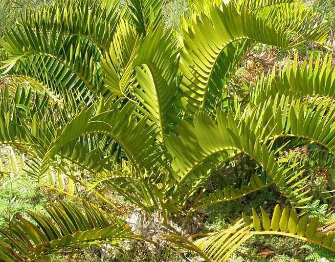 Encephalartos longifolius