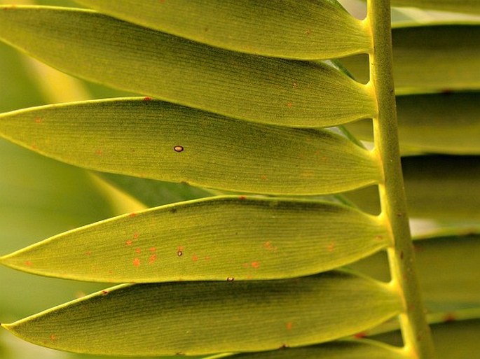 Encephalartos longifolius